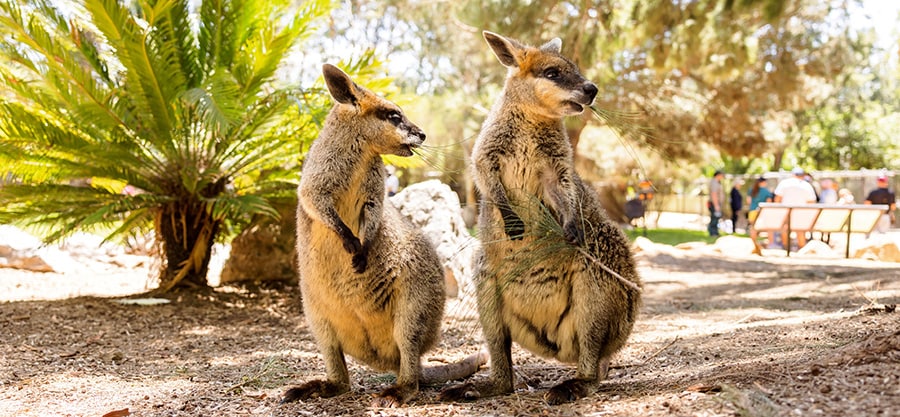 国立動物園と水族館。photo:Tourism Australia