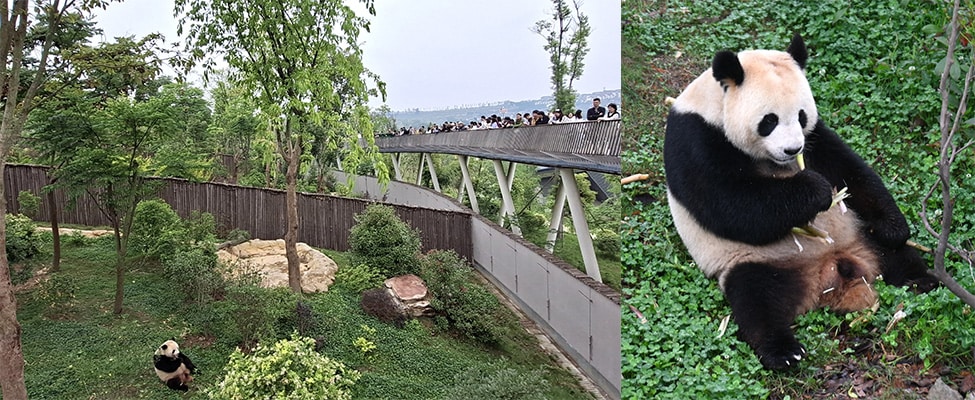 ドイツのベルリン動物園で生まれ、2023年12月に中国へ渡ったオスの夢圓（モンユエン）。（2026年5月1日、筆者撮影）