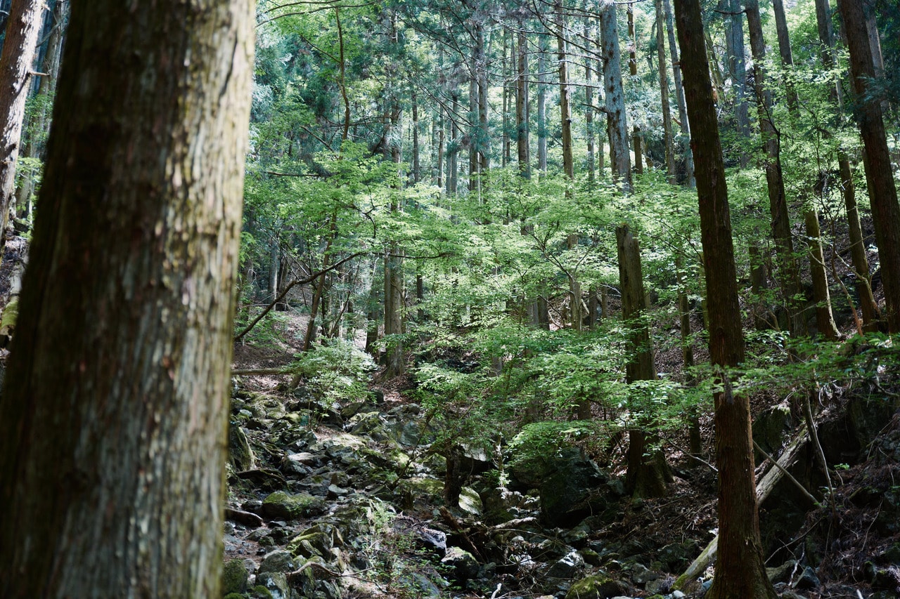 生茂る緑、岩場、さまざまな草花、山頂からの絶景...初心者でも挑戦しやすい山ながら、多くの魅力に出会える鳴神山。