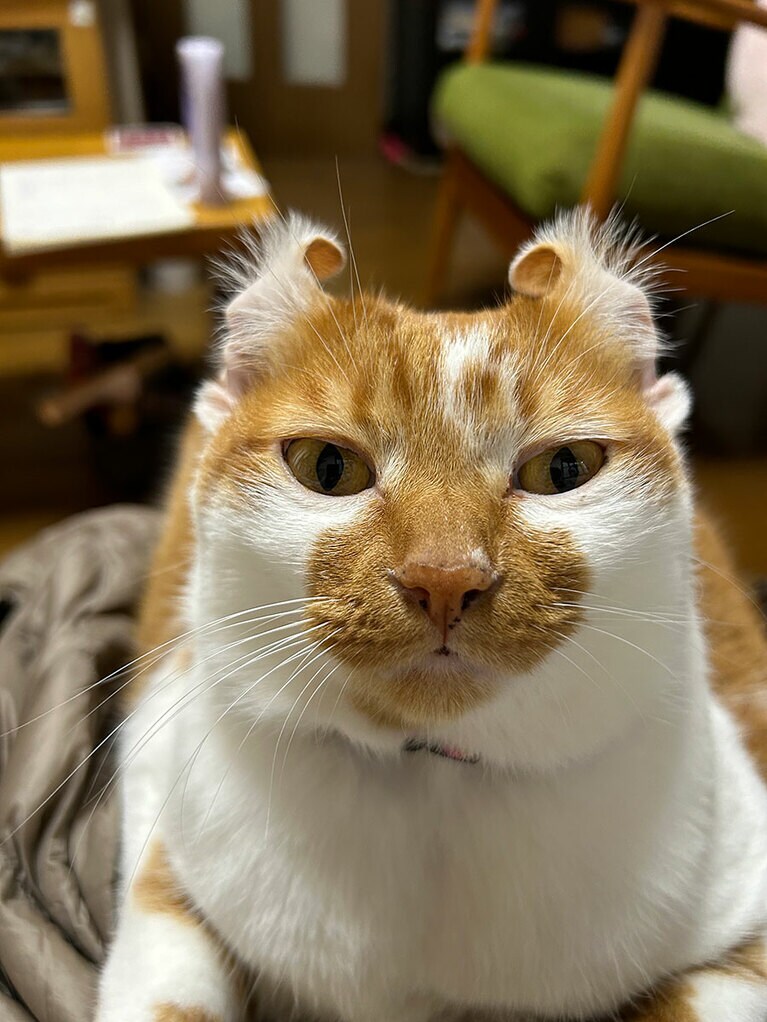 おかか ♀ 6歳。普段から時々片耳がこんな風に裏返ってしまうのですが、試しにもう片方も裏返してみたら、本人全く気にせずずっとそのままで居たのが面白かったし、可愛かったので投稿（タケチョンさん）