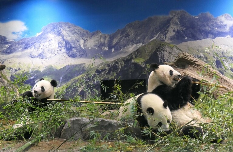 上野動物園にいた頃の母子。右からシンシン、シャオシャオ、レイレイ。（2023年2月7日、筆者撮影）