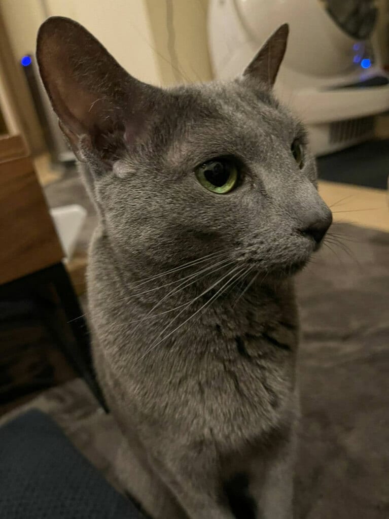 【パンサー・菅さん】うちの子ベストショット①「アップだと瞳の美しさが強調されますね」