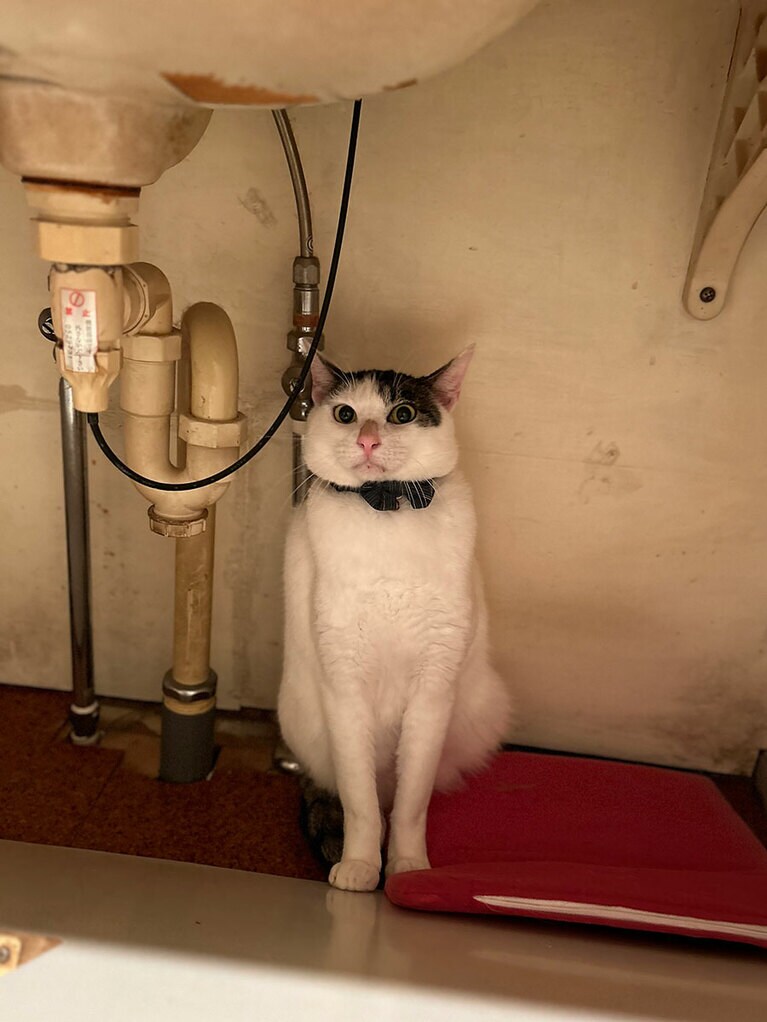 ゼロ ♂ 5歳。初めて我が家にお迎えした日、緊張しすぎて洗面台の下で直立不動になっていました笑（テンテンプラスさん）