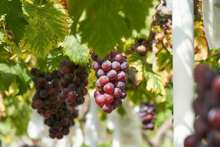 9月半ばの取材時は「ピオーネ」が旬を迎えていた。