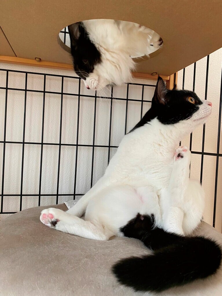 18:00　兆猛と丹猛が起床。　『保護ネコに幸せにしてもらった僕の推しネコ活』（主婦の友社）より