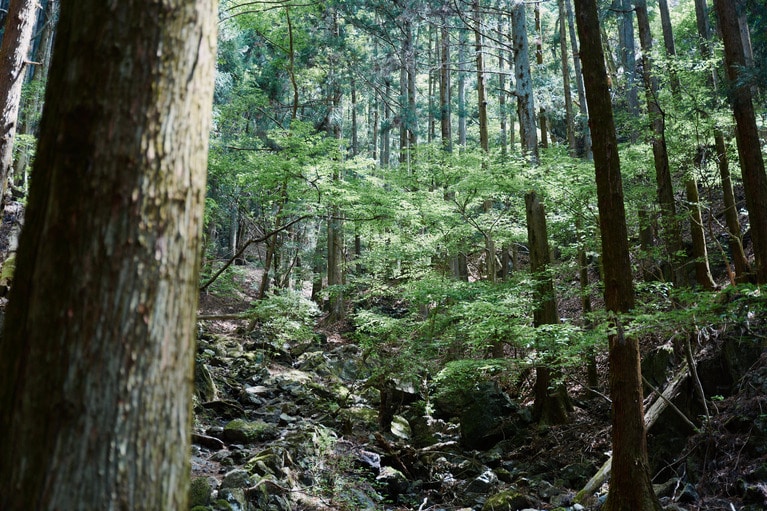 生茂る緑、岩場、さまざまな草花、山頂からの絶景...初心者でも挑戦しやすい山ながら、多くの魅力に出会える鳴神山。