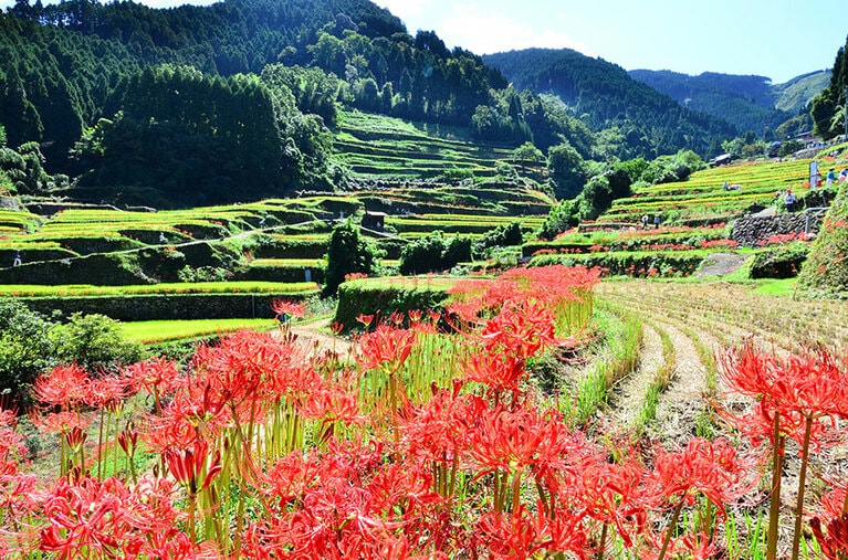 【福岡県】つづら棚田。