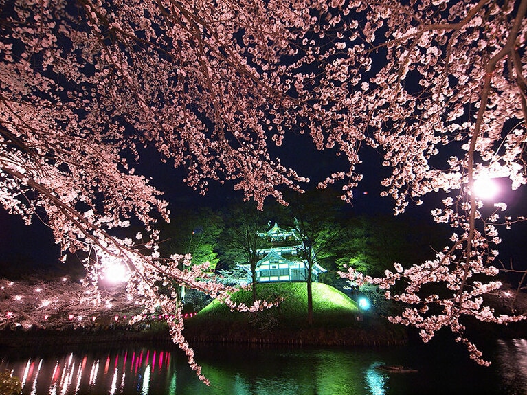 【新潟県】高田城址公園の夜桜。