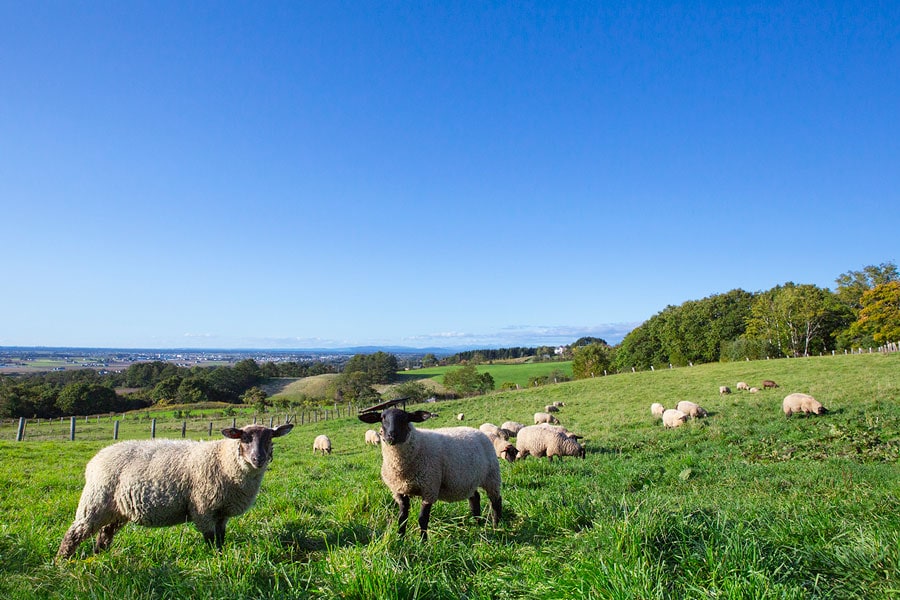 北海道「ハイジ牧場」の10月の風景。写っている羊は黒い顔が特徴のサフォークという品種。