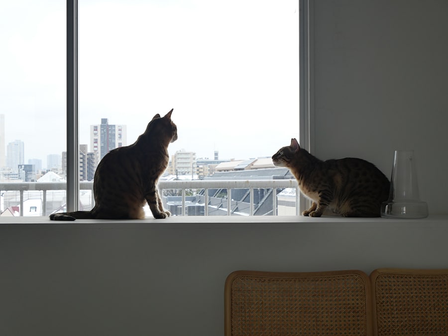 窓辺でくつろぐ２匹を、逆光を利用して印象的に撮影：宮田さん撮影