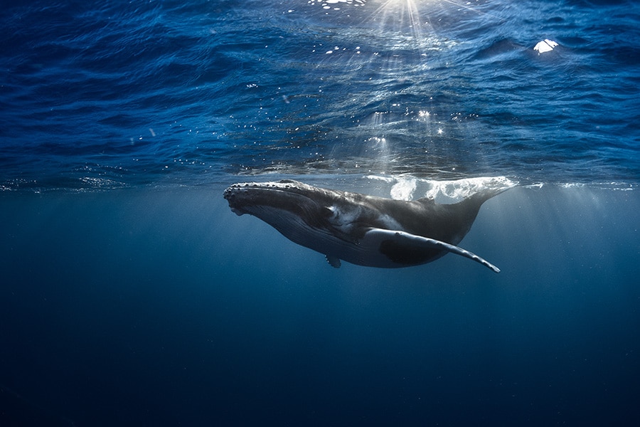 例年8～10月にはザトウクジラの姿も。Photo: Grégory Lecoeur