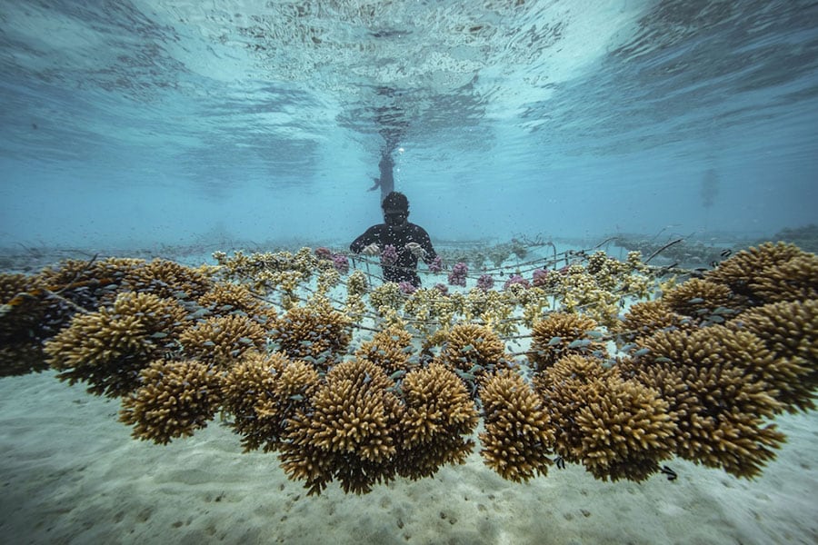 養殖の場であるサンゴの苗床にはさまざまな海洋生物が集まる。©️Rolex