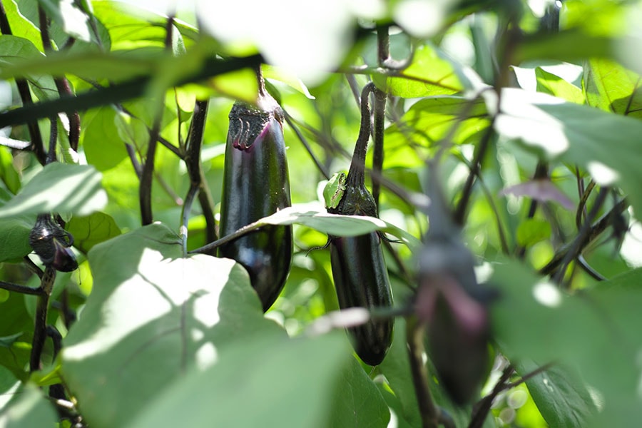 茄子は今回のイベントのなかでも特に重要な野菜。