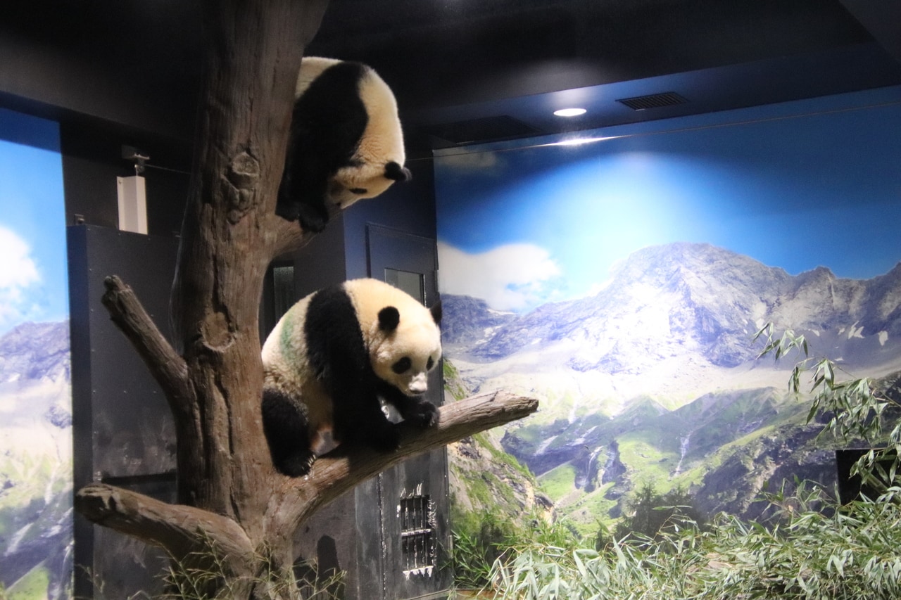 2023年3月21日。木の高いところにいるレイレイと、心配そうなシャオシャオ。