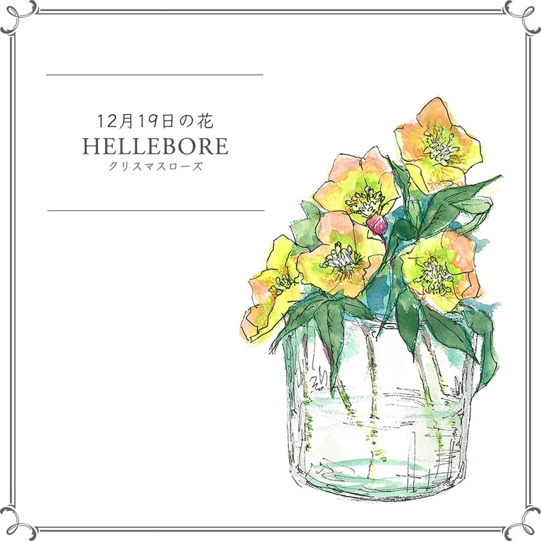12月19日の花「クリスマスローズ」
