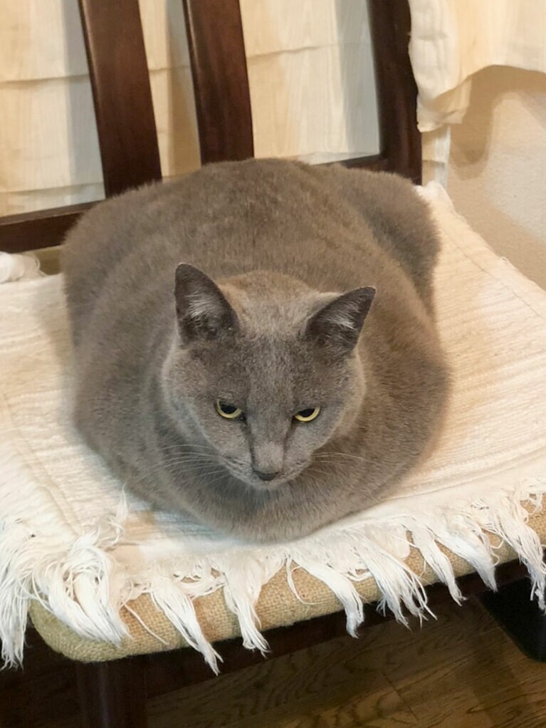 ロロ ♀ 10歳。毛が増えておまんじゅうになりました。