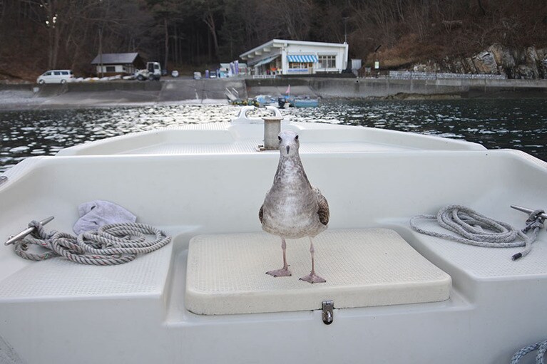 ちゃっかり乗船してきたウミネコちゃん。