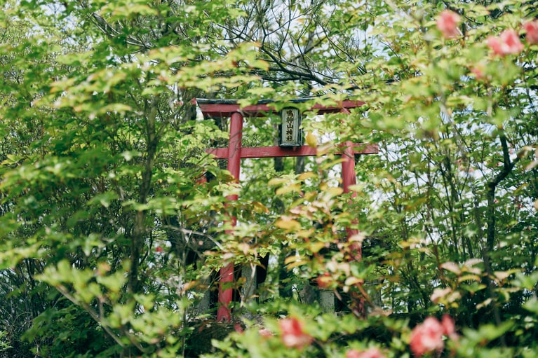木々に囲まれひっそりと佇む鳥居からは神聖さを感じる。