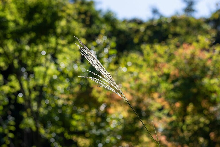 新潟県・里山十帖の秋