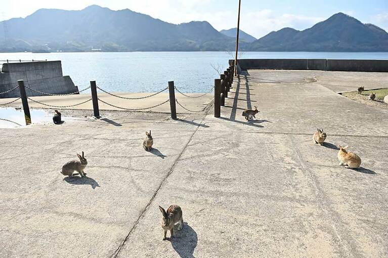【大久野島】第1桟橋付近にもうさぎがちょこちょこ。