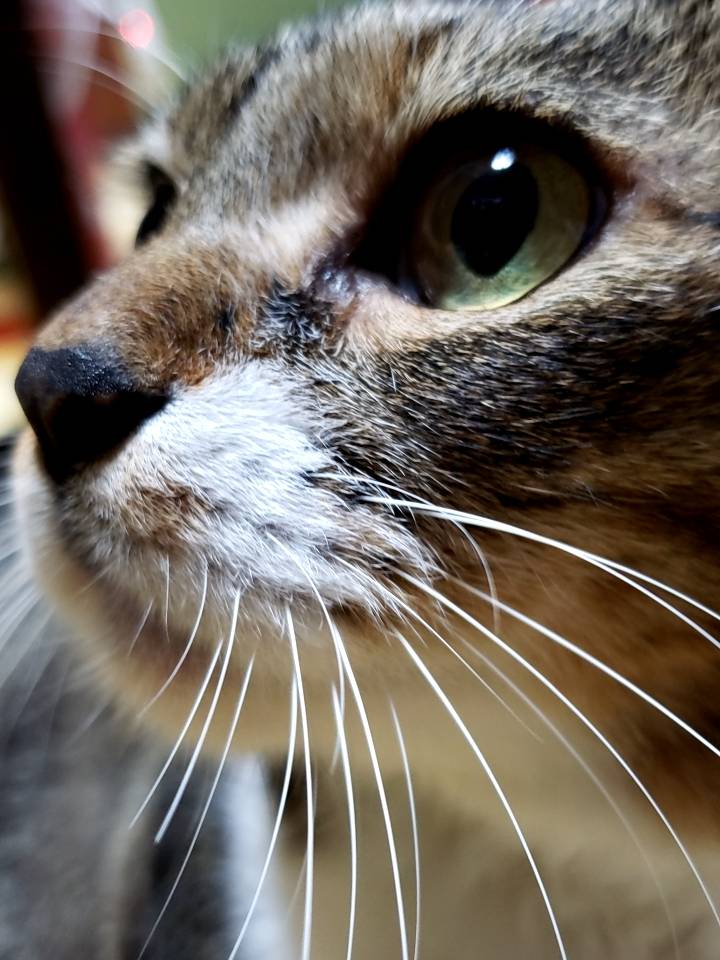 みぃちゃん 13歳。「もう亡くなってしまいましたが13年も一緒に暮らしていたのに、とっても怒りん坊でシャーシャー猫ちゃんでした。ふとした瞬間に撮れた素敵な横顔です」（飼い主さんより）。