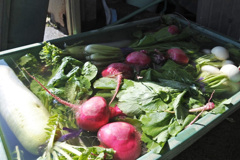 三浦大根や三浦キャベツなど、温暖な気候ですくすく育った“三浦野菜”。販売するスタンドに立ち寄るのも楽しみです。こちらは加藤農園。
