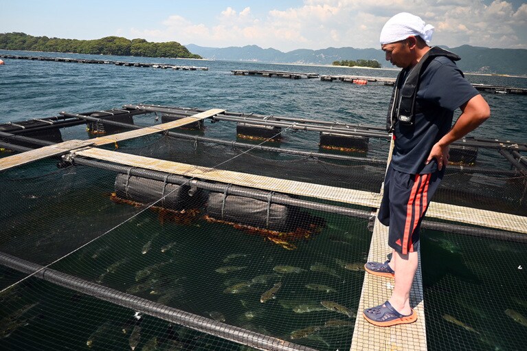 30年前に近畿大学の教授からフグの養殖を提案され、「捕る漁師から育てる漁師になった」という中井さん。始めた頃は病気で全滅したことも。丹精込めて、育てています。