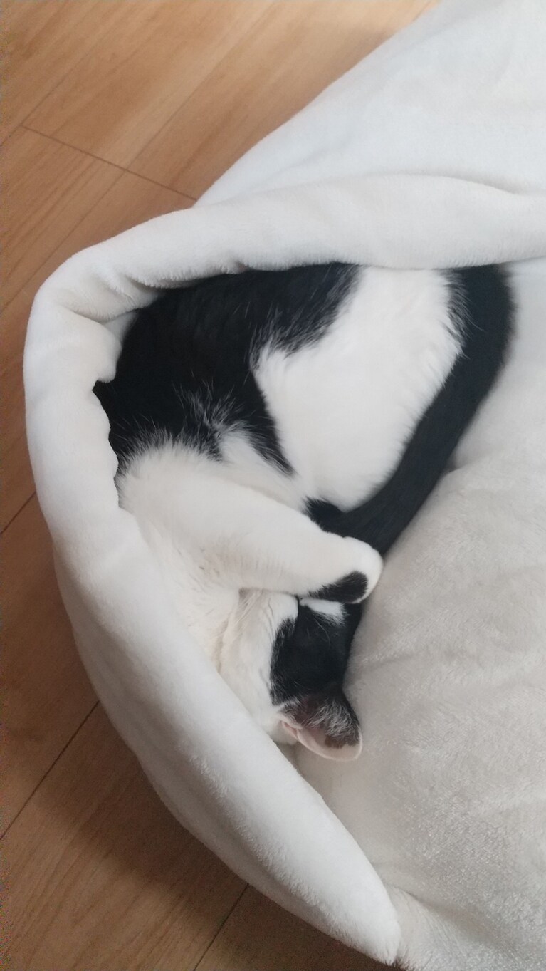 ごま ♀ 5歳。最近お気に入りのクッションで気持ち良さげに眠ってます。