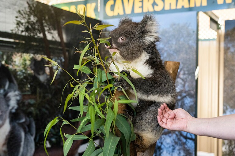 コアラにタッチ。