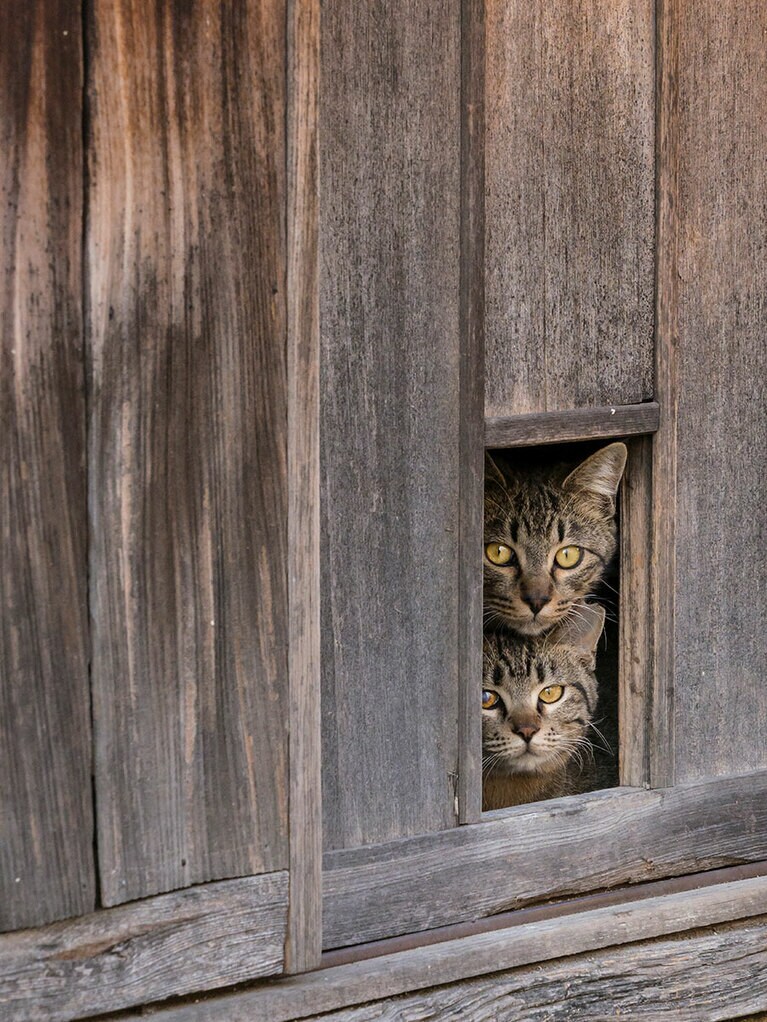 「今日は外で遊べないのニャ！　不要不急の外出を自粛中だからニャ！！」「がいちゅつをじちゅくちゅうなのニャ！」