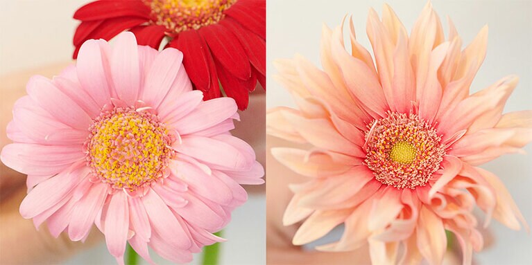 左のガーベラは「やく」の部分に黄色い花粉が出て、枯れ始めているもの。右のガーベラは「やく」に花粉が出ていない新鮮なもの。