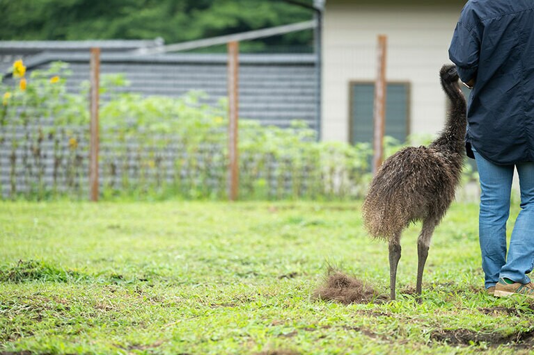 エミュー。