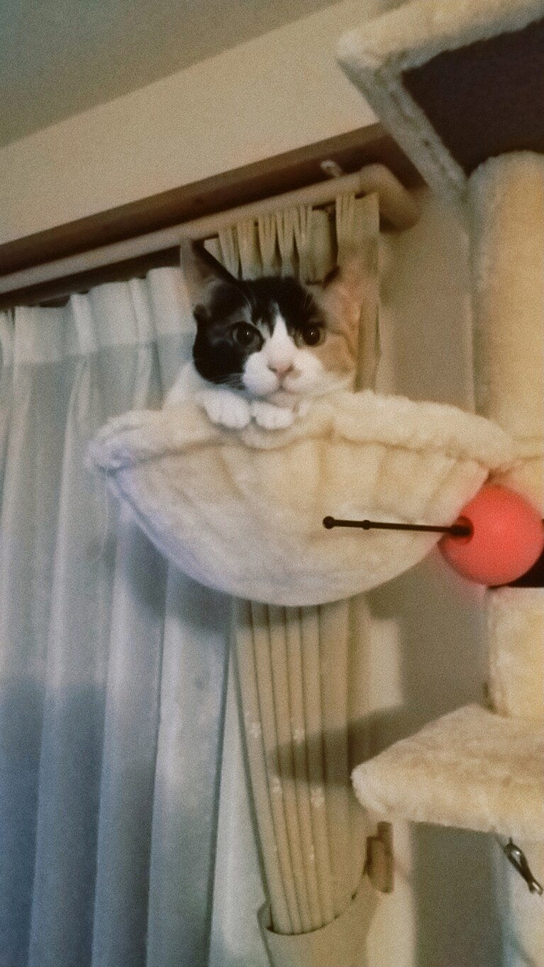 おはぎ ♀ 0歳。保護猫のおてんば娘です。 キャットタワーのこの部分が大のお気に入りです。