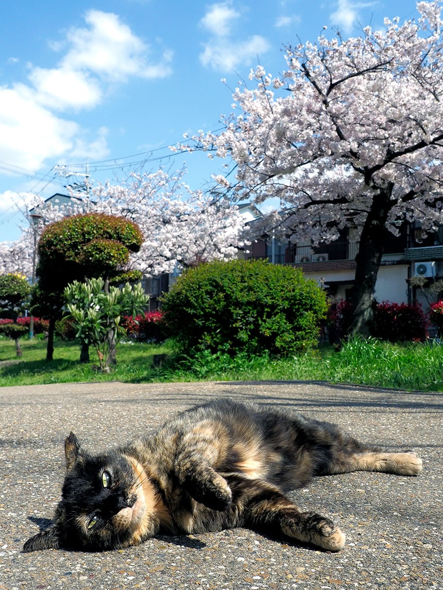 「今年も『桜』の季節なのニャ！　お花見下僕たちの貢ぎ物が楽しみなのニャ♪　お腹ポテポテになるけど気にしないのニャ♪」