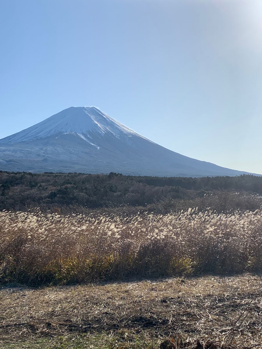 富士宮道路より、すすき越しの富士山(11月撮影・快晴の午前)。
