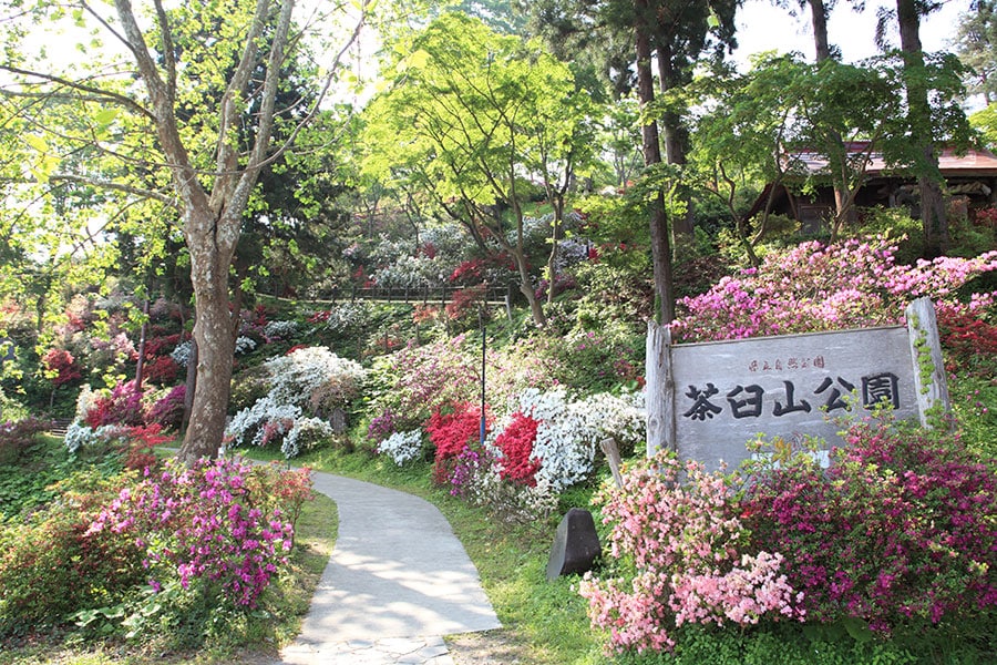 茶臼山公園のつつじ。