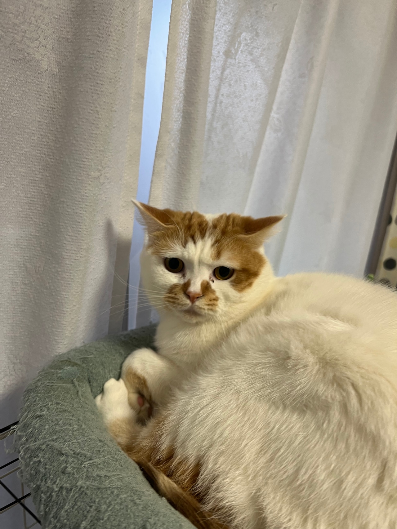 おもしろ猫部門3位：まる ♂ 1歳。