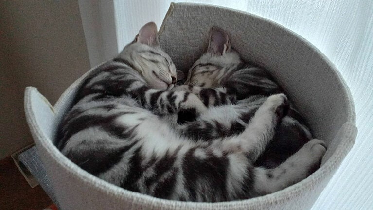 ともちゃん ♀ 1歳。姉妹でいつも一緒（Mさん）