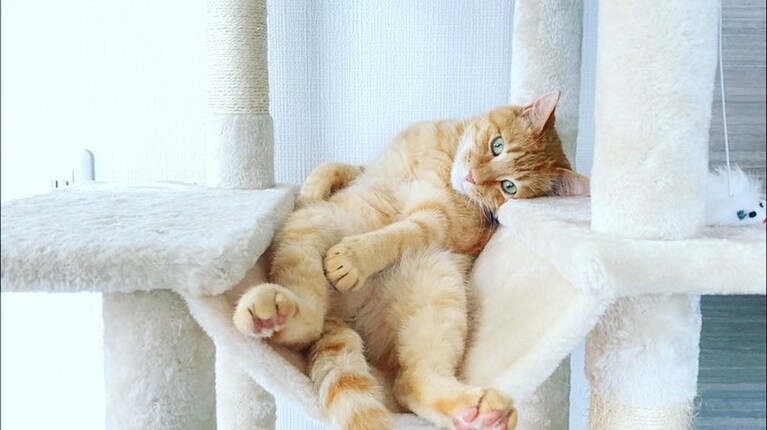 そら豆 ♂ 6歳。