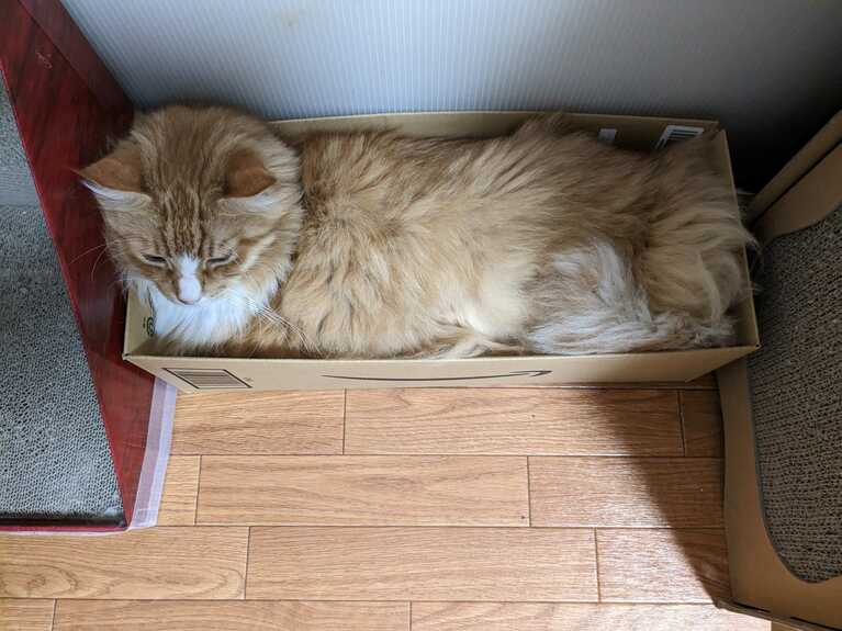 はじめ ♂ 9歳。Amazonの細長い段ボールは人気なので、毎度猫様に献上します。入っているのは体重7kgの巨猫です（ハヤシさん）