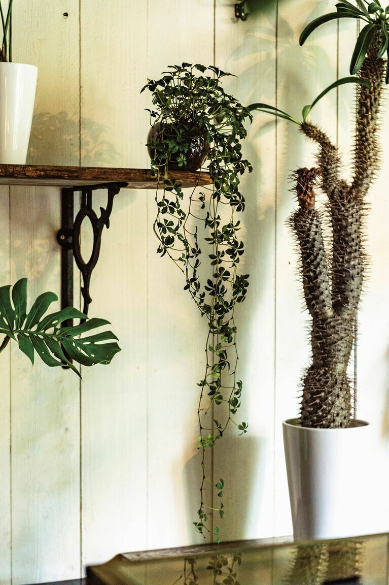 シュガーバイン 2,500円。