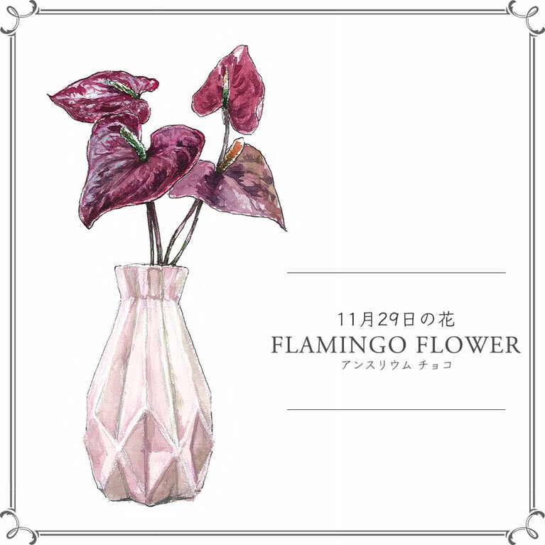 11月29日の花「アンスリウム チョコ」