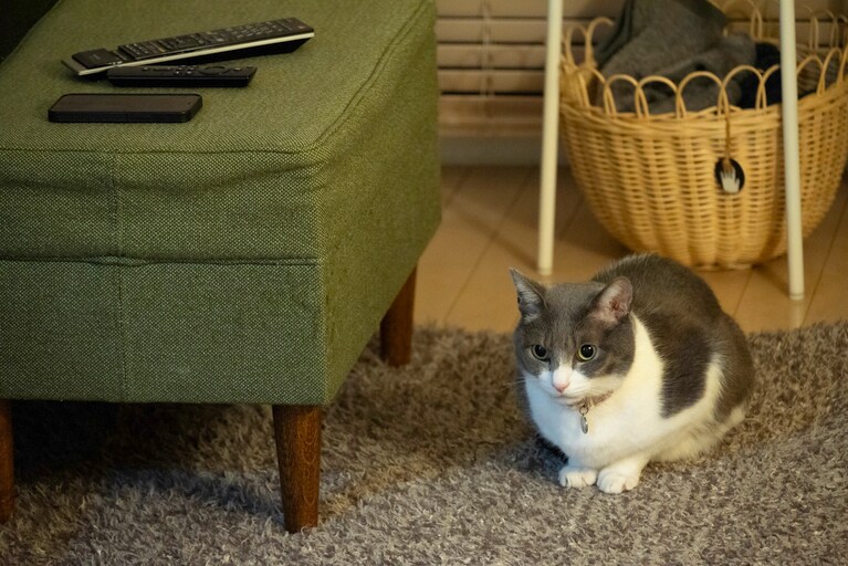 ぐり ♂ 推定9歳。いつもかわいい（sugitacoさん）