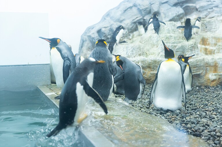 ひと泳ぎしてきたペンギンも。