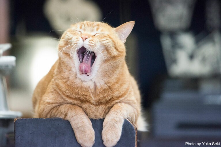 【おおあくびねこ篇】看板猫のピンクくん。2016年3月、東京・町屋で撮影。