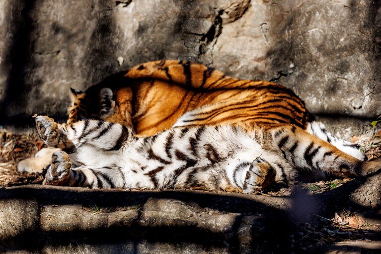 眠るイチの前で、フタバはお腹を見せてごろん。猫科らしい、愛らしい仕草。