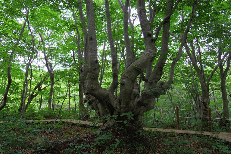 【秋田県】中島台・獅子ヶ鼻湿原。写真提供＝秋田県誘客推進課