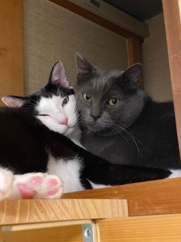 らったったとどんちゃっく ♂ 8歳。いつも仲良し。兄らったったと、弟どんちゃっく。