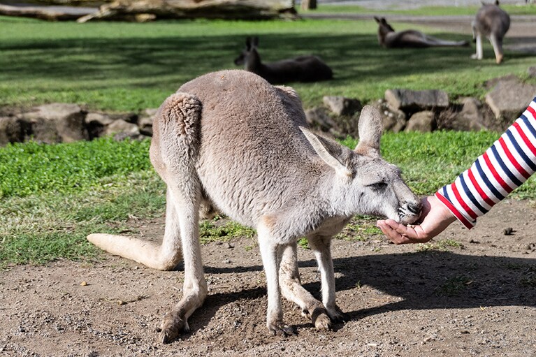 カンガルーの餌やり体験。餌は自販機で購入できます。