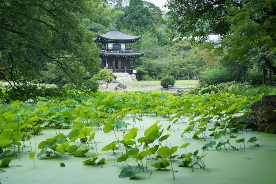 山科･勧修寺の庭園は、氷室の池を中心とする池泉回遊式。平安時代から残る古池に、野生味溢れる蓮の葉が縦横無尽に広がる。